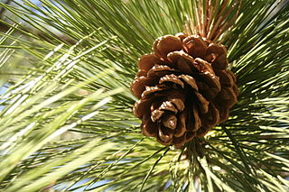 Pine pollen cone