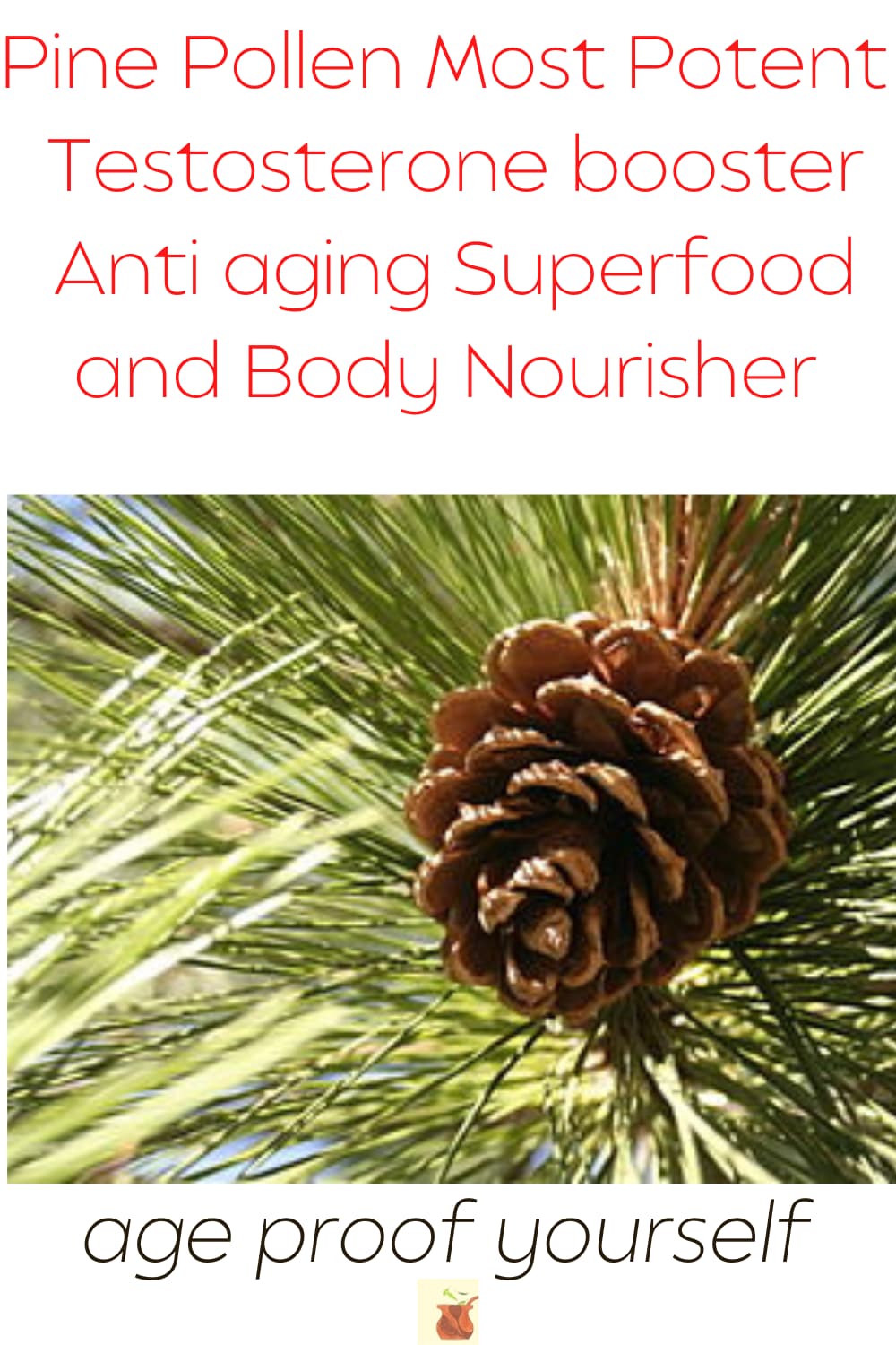 Pine Pollen Natural Testosterone Booster