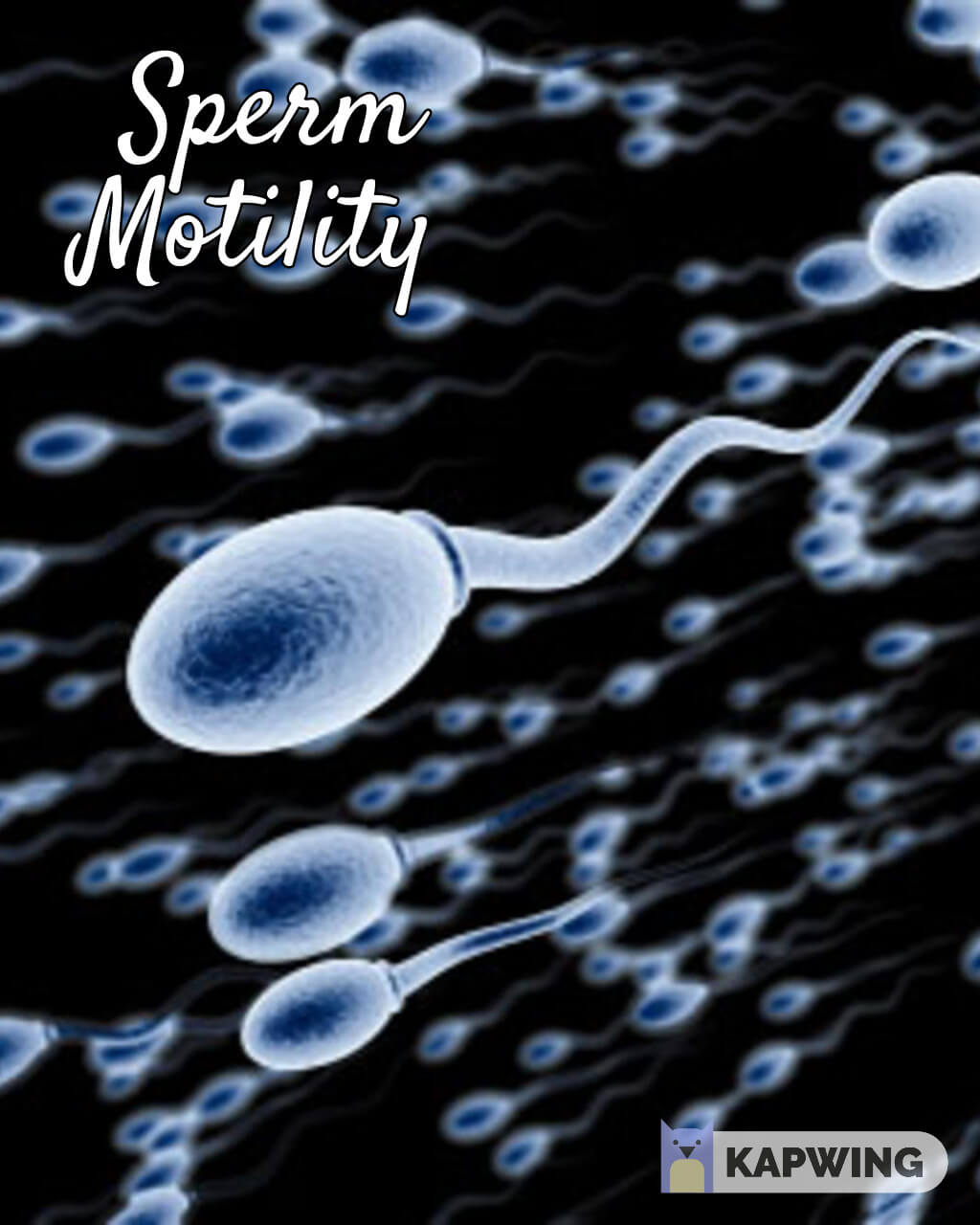 Amount sperm during conception