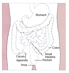 Digestive System Image