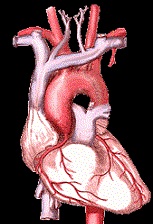 Healthy heart for healthy sex drive