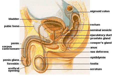 Increase sex drive naturally