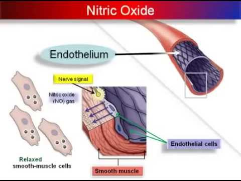 Nitric oxide regulates blood pressure by helping blood vessels dialate This improves flexibilty and lowers high blood pressure