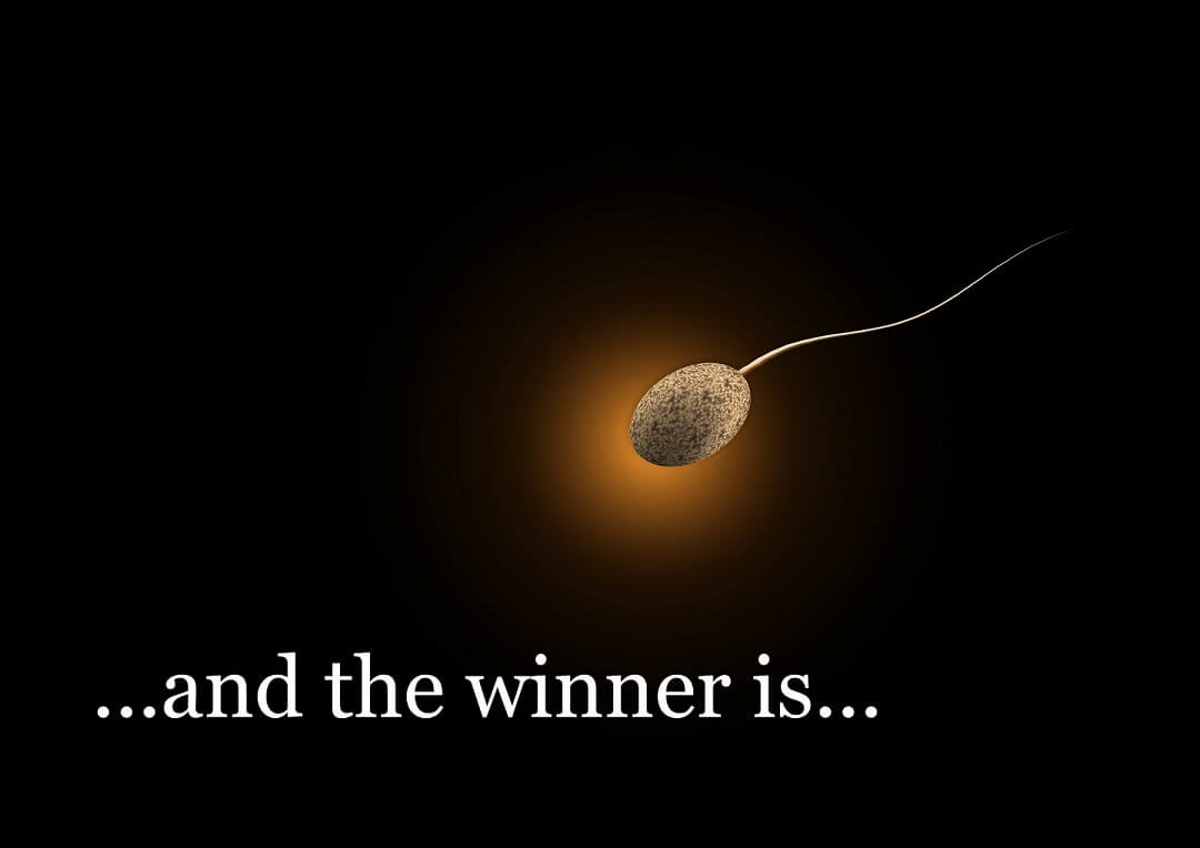 Winning sperm cell fertilizing a female egg